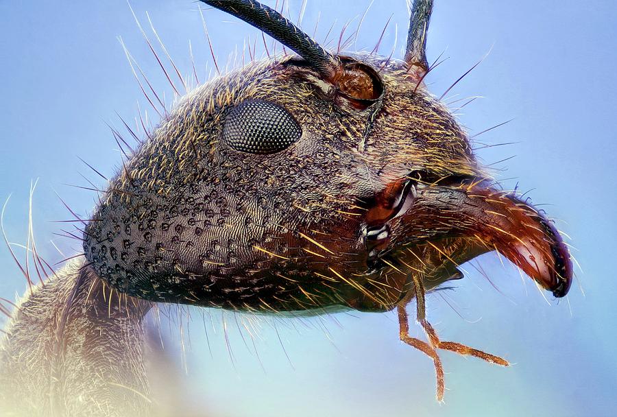 Ant e. Голова муравья. Green headed Ant. Ant head. Mandibles.