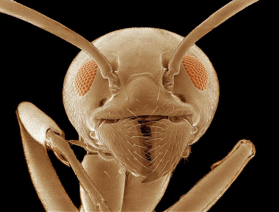 Ant Head Photograph by Thomas Deerinck, Ncmir