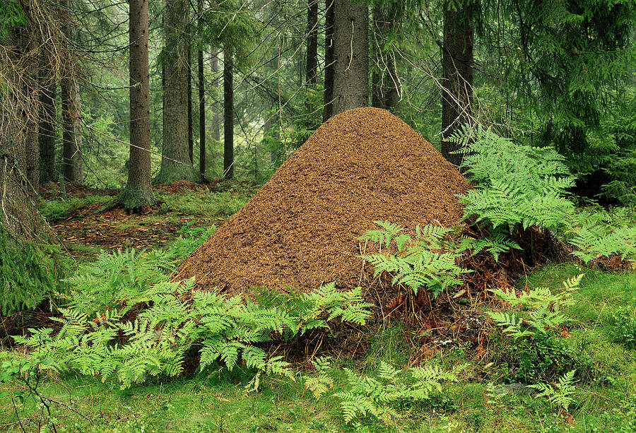Ant Hill Photograph by Bjorn Svensson/science Photo Library