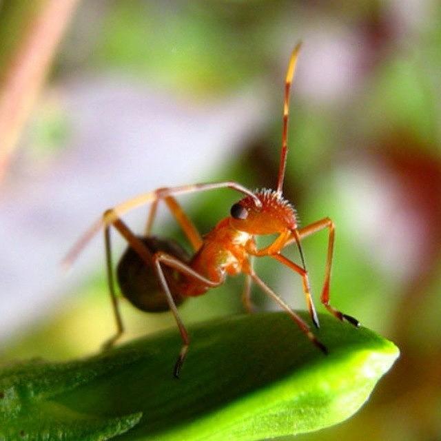 Insects Photograph - Ant #insects #insect #bug #bugs by Dani Daniar