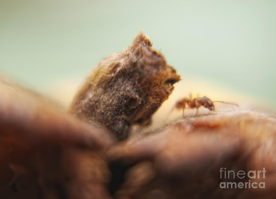 Ant Photograph by Justyna Jaszke JBJart