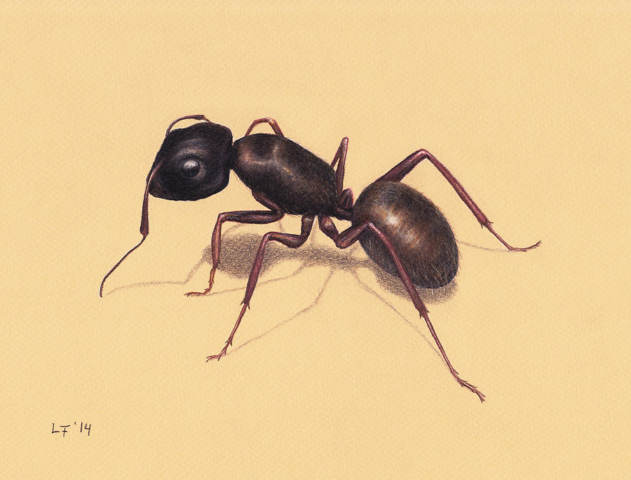 Ant Drawing - Ant by Lars Furtwaengler