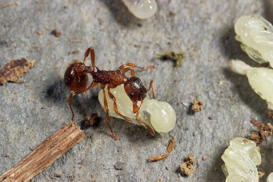Ant Lifting Pupa Photograph by Sinclair Stammers