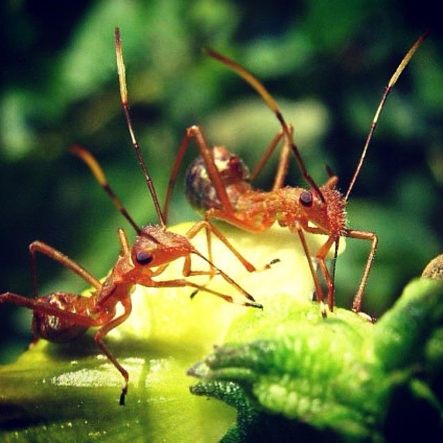 Nature Photograph - Ant #macro #micro #ant #animal #world by Dani Daniar
