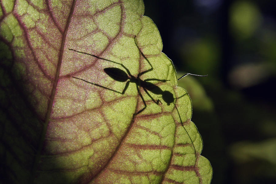 Ant Malaysia Photograph by Hiroya  Minakuchi