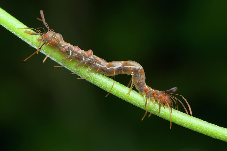 Ant-mimic Caterpillar Photograph by Melvyn Yeo