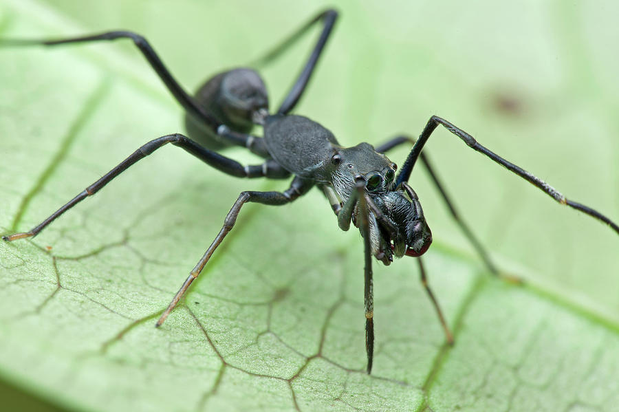 Ant-mimic Jumping Spider by Melvyn Yeo/science Photo Library