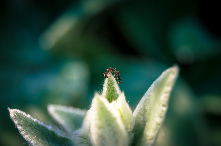 Ant No Thing to Fight About... There's Plenty of Light by Jen Baptist Ant No Thing to Fight About... There's Plenty of Light by Jen Baptist
