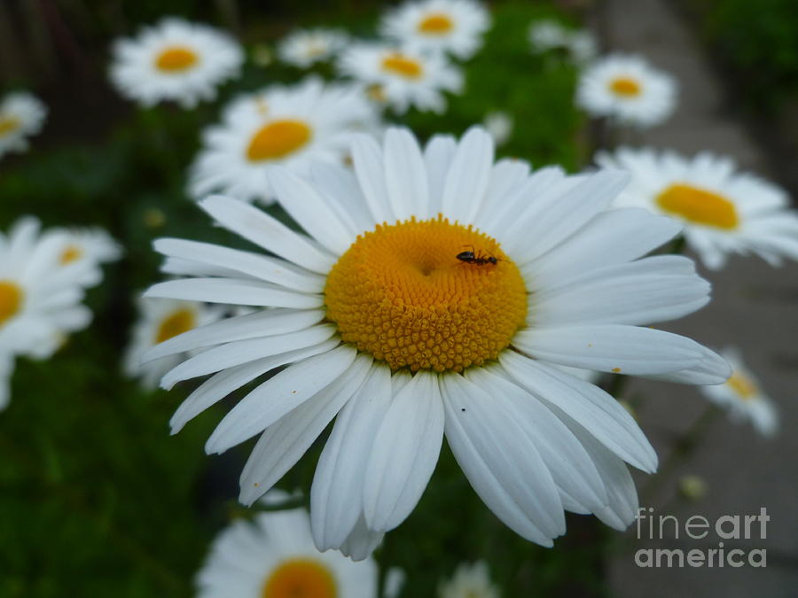 Ant Nothing Sweeter Than My Little Daisy Photograph by Lingfai Leung