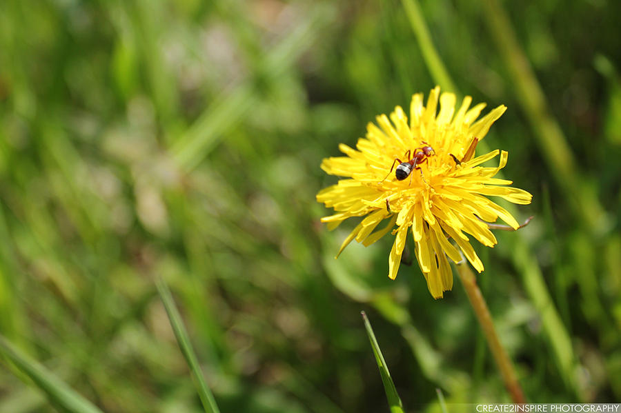 Ant on a Dandelion Photograph by Joel Fernandes | Fine Art America