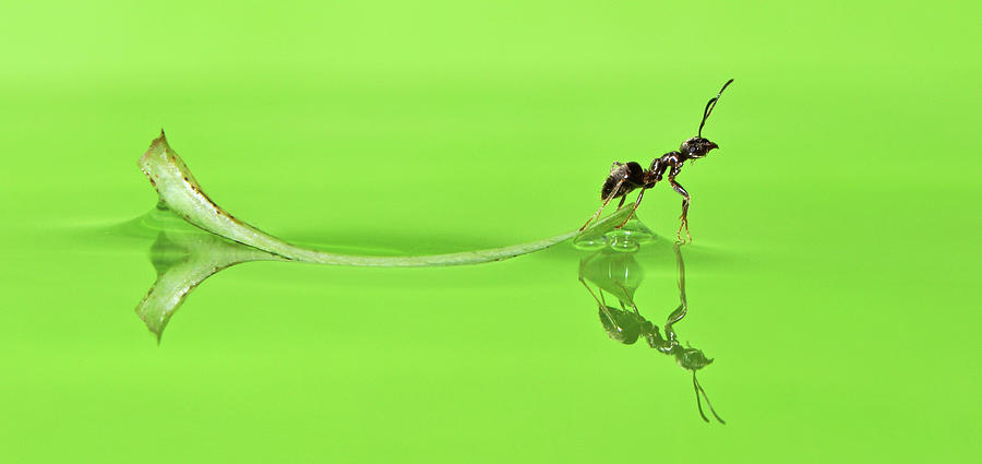 Ant On A Leaf Revisited Photograph by Robert Trevis-smith