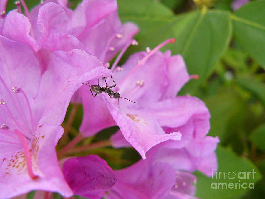 Ant on Flower Photograph by Jane Ford