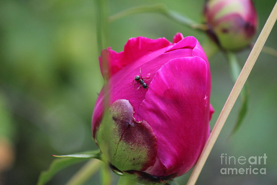 Ant on Peony Photograph by Ann E Robson