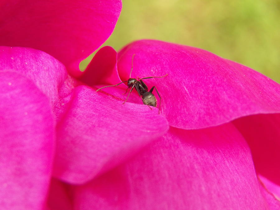 Ant on Pink Photograph by Corinne Elizabeth Cowherd