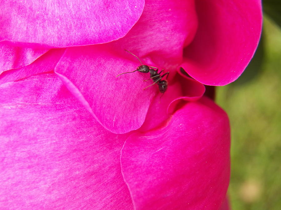 Ant on Pink Petals Photograph by Corinne Elizabeth Cowherd