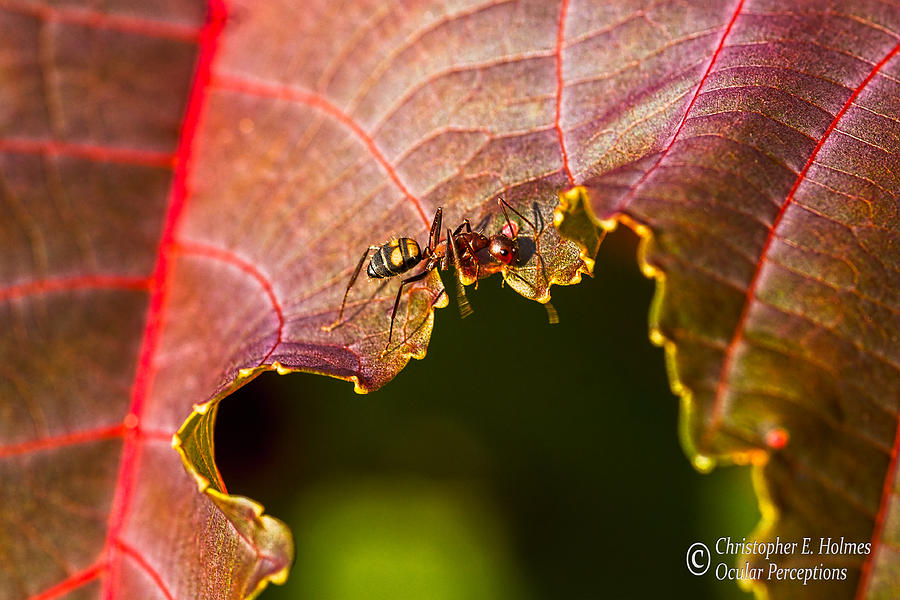 Ant on Red Leaf Photograph by Christopher Holmes