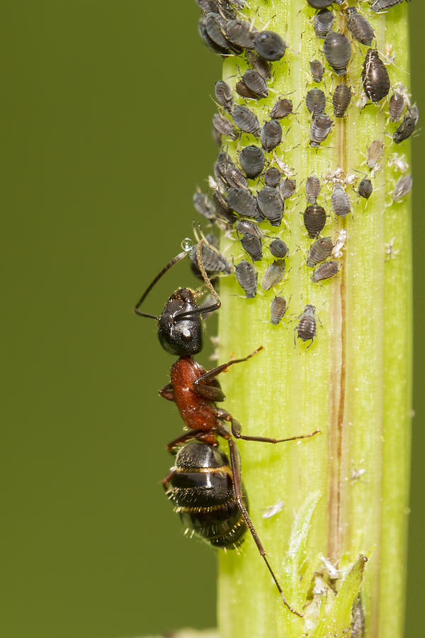 Ant tending aphids Photograph by Mircea Costina Photography