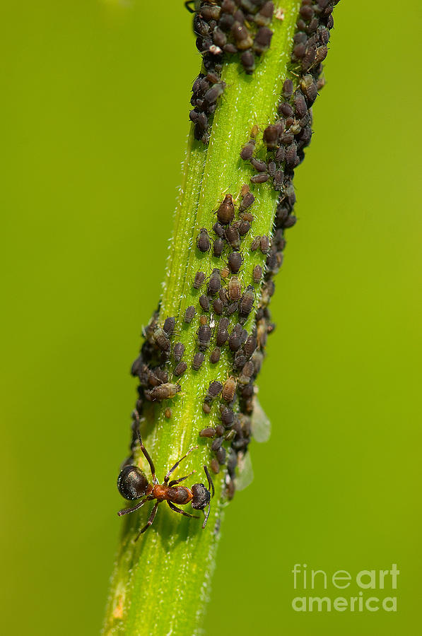 Ant With Aphids Photograph by Steen Drozd Lund