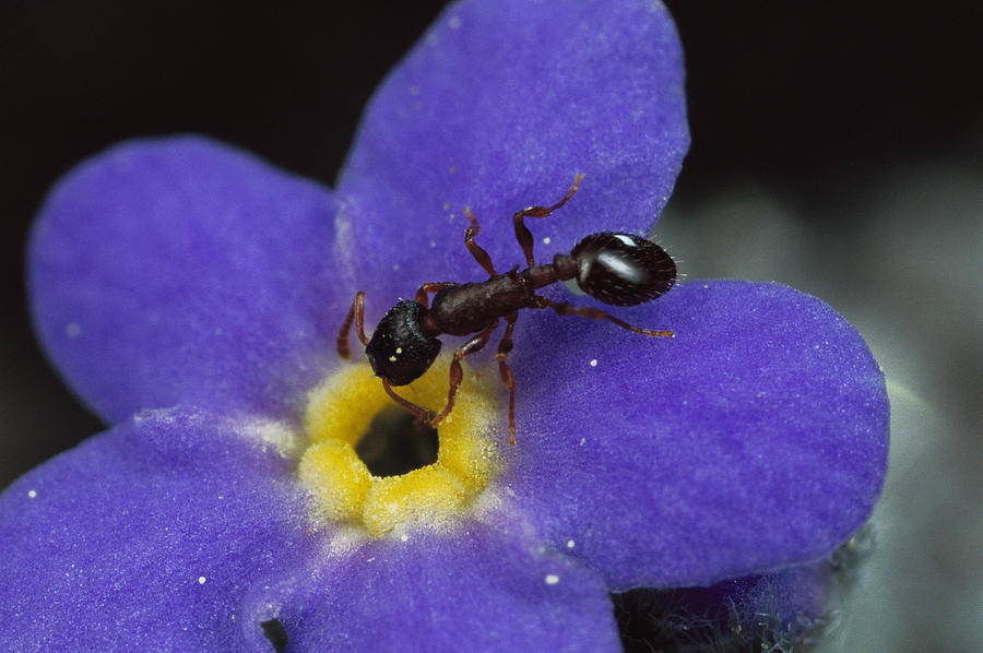 Ant With Pollen Enters Alpine Photograph by Mark Moffett