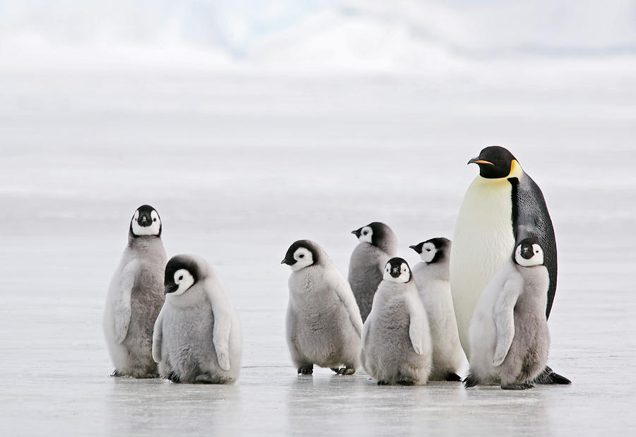 Antarctic Babysitter Photograph by KeithSzafranski