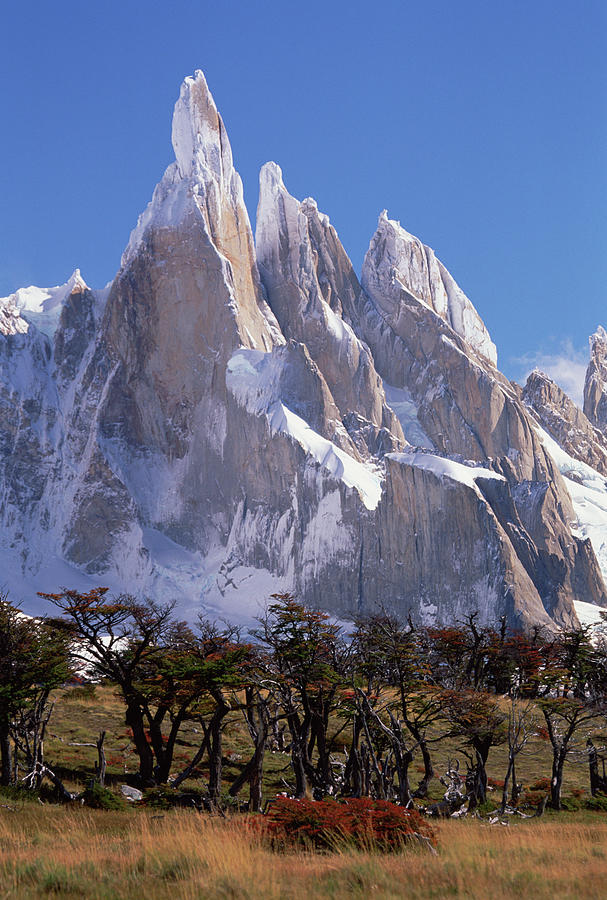 Antarctic Beeches at Cerro Torre Photograph by Colin Monteath