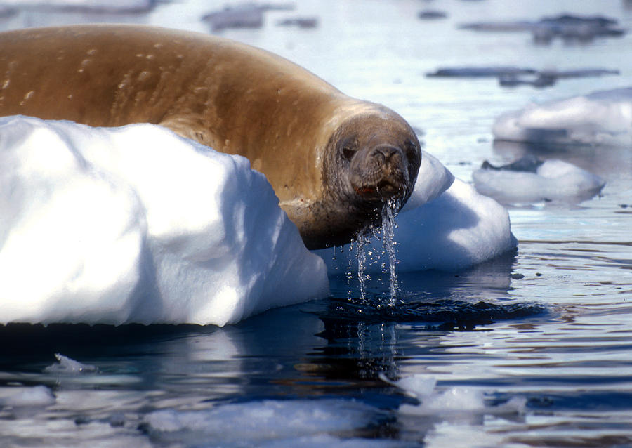 Antarctic crabeater seal Photograph by Dennis Cox
