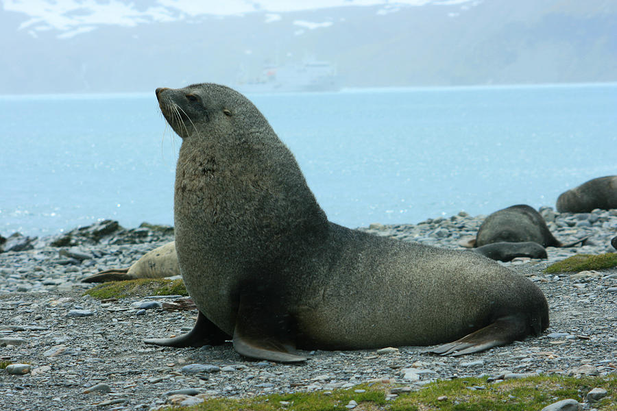 Antarctic Fur Seal Photograph by Amanda Stadther