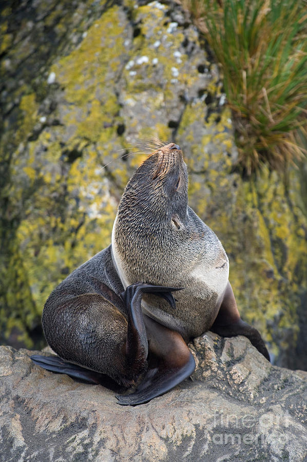 Antarctic Fur Seal Photograph by John Shaw