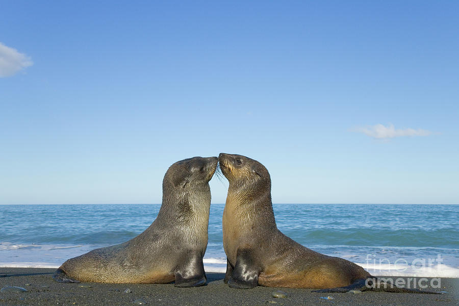 Antarctic Fur Seal Pups Kissing Photograph by Yva Momatiuk John Eastcott