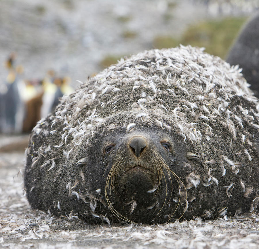 Antarctic Fur Seal With Penguin Feathers Photograph by 