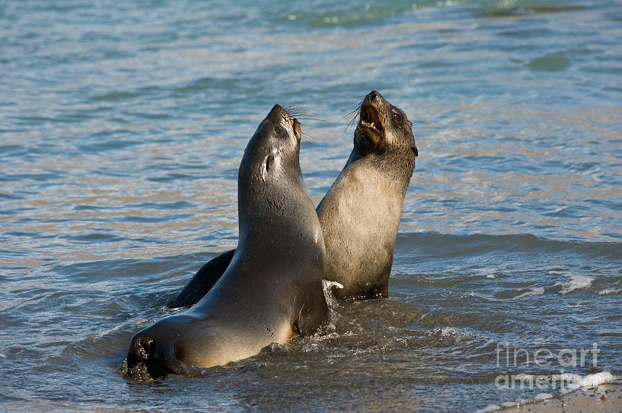 Antarctic Fur Seals Photograph by John Shaw