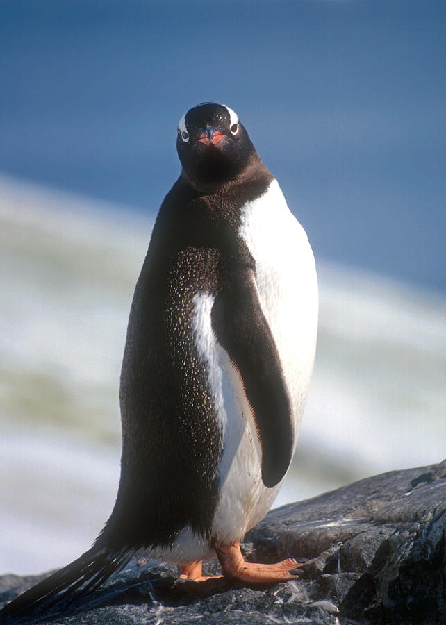 Antarctic Gentoo penguin Photograph by Dennis Cox