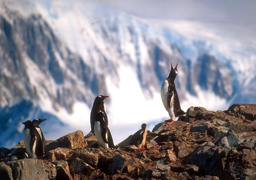 Antarctic Gentoo penguins Photograph by Dennis Cox