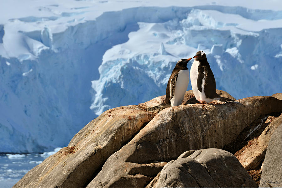 Antarctic No. 3 Photograph by Joe Bonita
