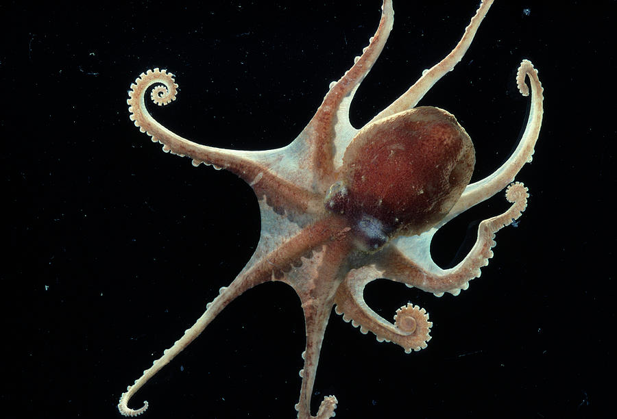 Antarctic Octopus Photograph by British Antarctic Survey/science Photo Library