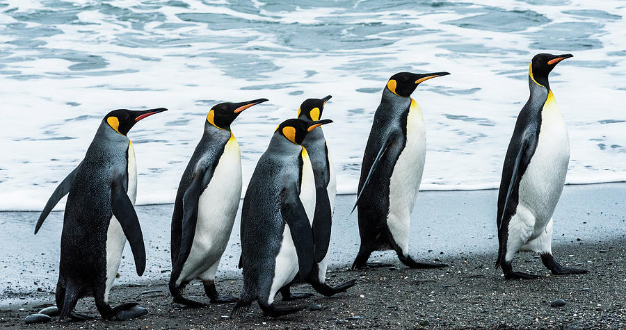 Antarctic, Penguins, Marching Photograph by George Theodore - Pixels