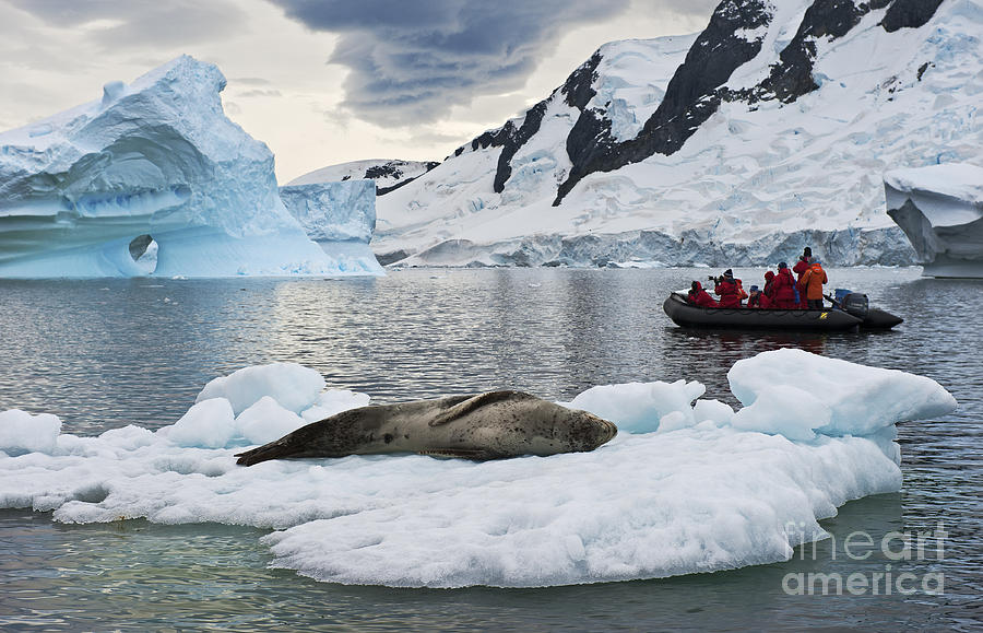 Antarctic Serenity... Photograph by Nina Stavlund