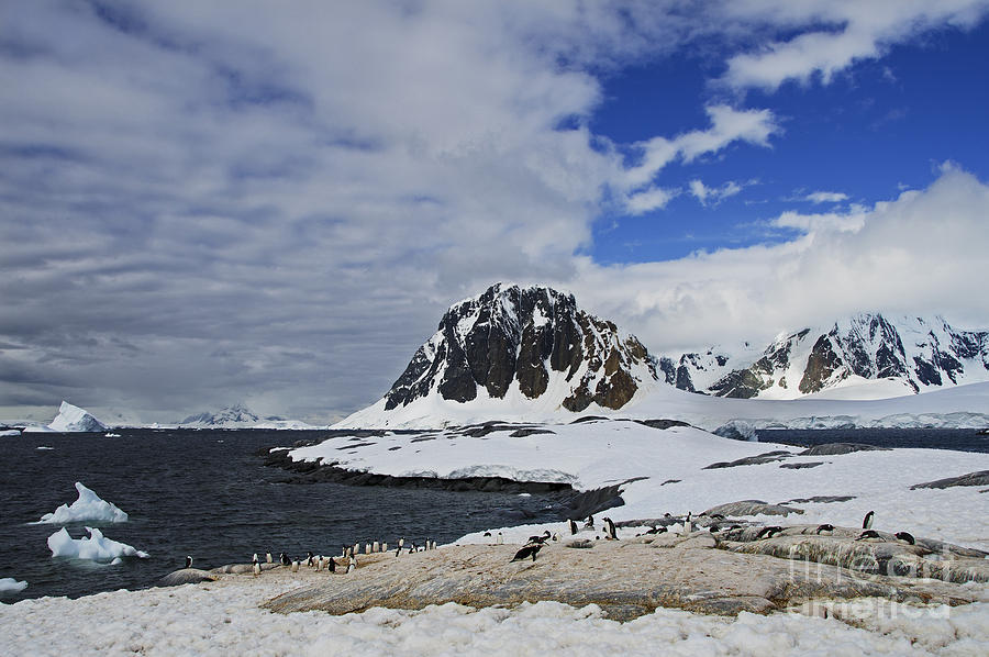 Summer Photograph - Antarctic Wilderness... by Nina Stavlund