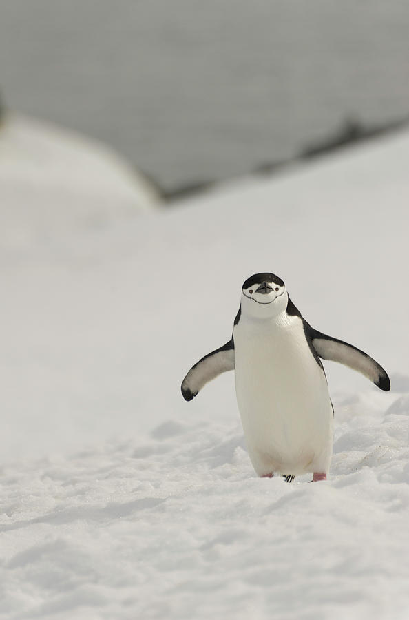 cute chinstrap penguin