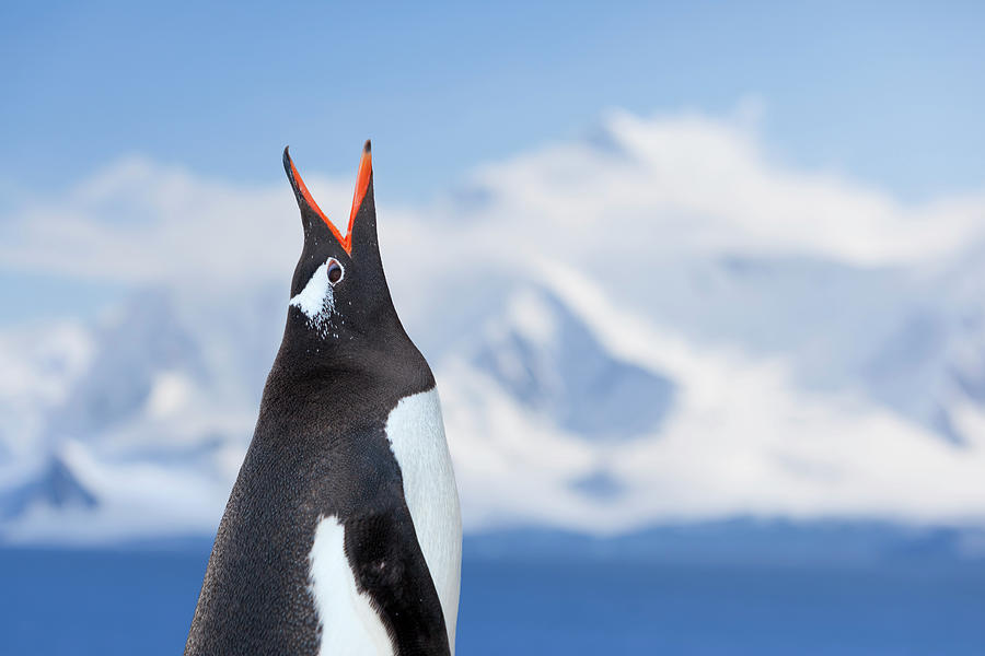 Antarctica Gentoo Penguin Shouting Photograph by Grafissimo
