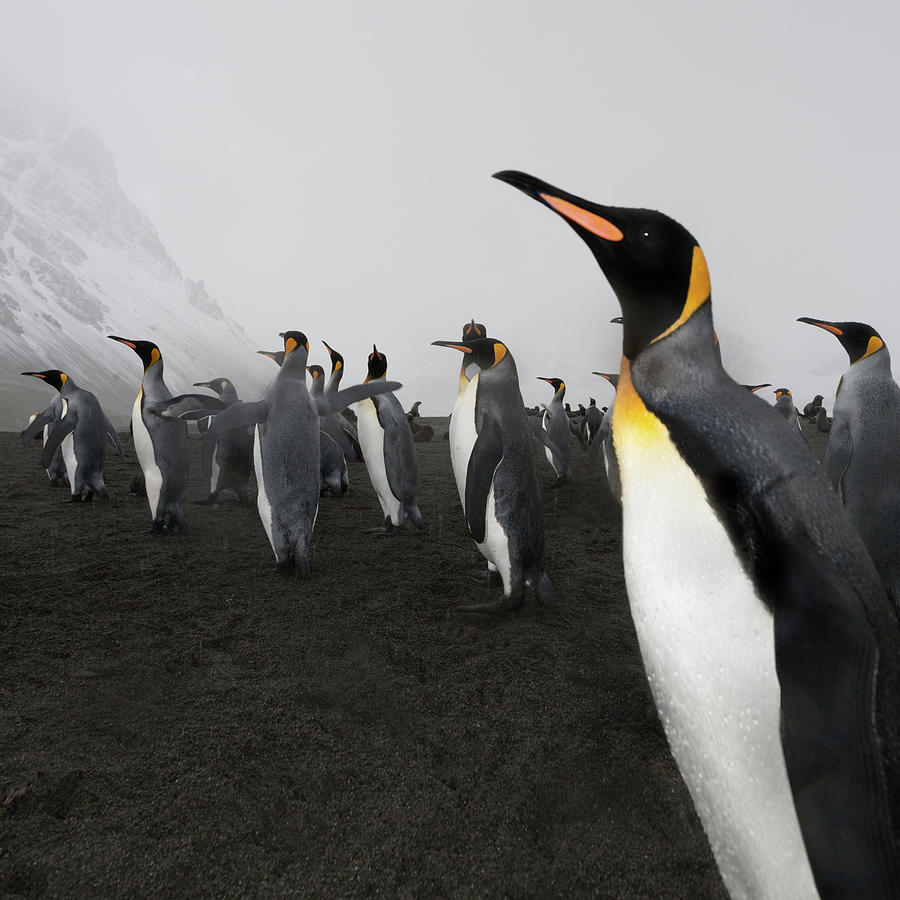 Antarctica King Penguin Black Volcanic Photograph by Mlenny