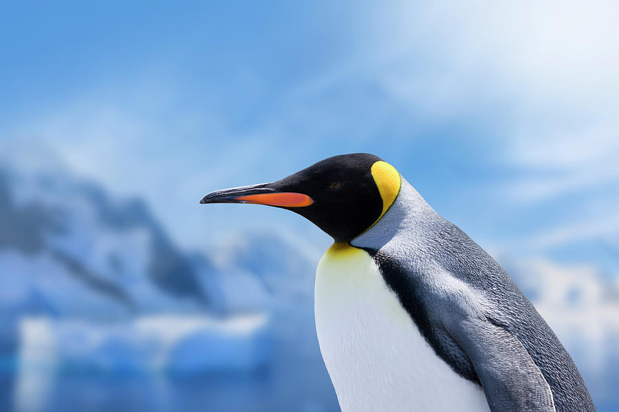 Antarctica King Penguin Head Photograph by Grafissimo