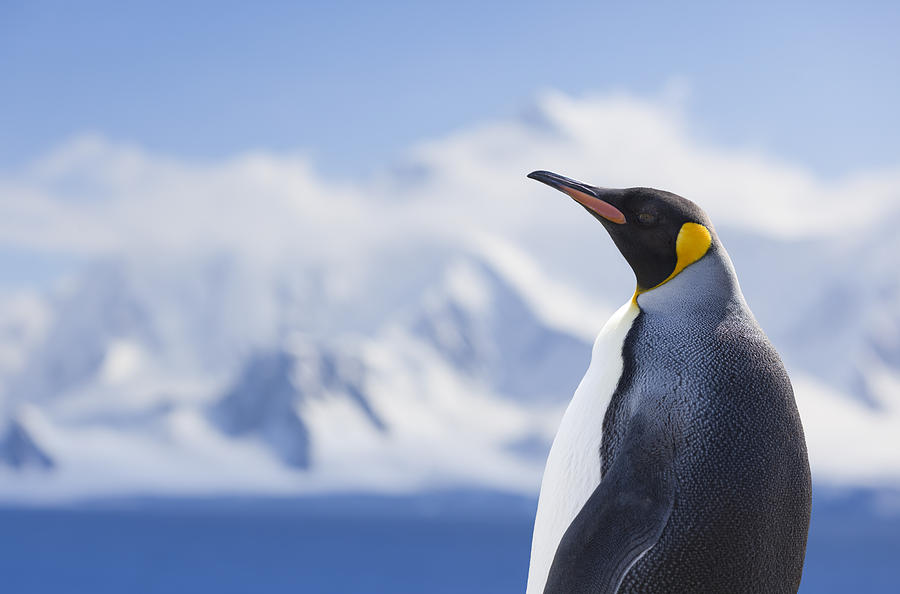 Antarctica king penguin snowy mountain Photograph by Grafissimo