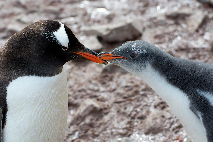 Antarctica Neko Harbor Gentoo Penguin Photograph By Inger Hogstrom Fine Art America 