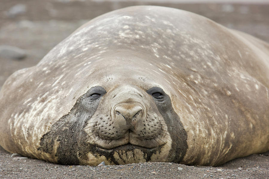 Antarctica, South Shetland Islands Photograph by Jaynes Gallery | Fine ...