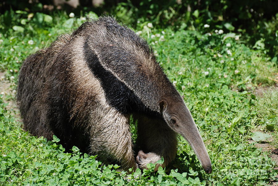 Anteater Photograph by DejaVu Designs