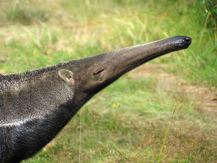 Anteater Photograph by Tioloco