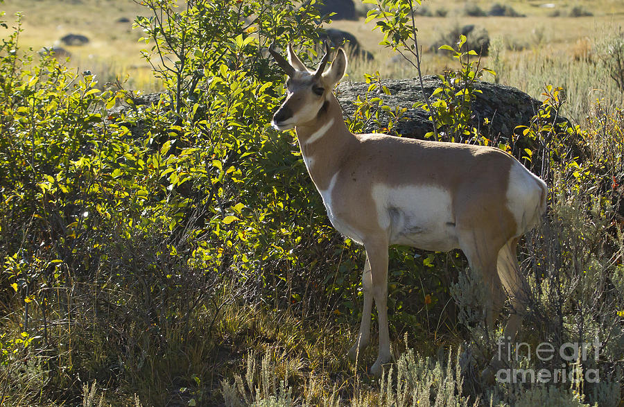 Antelope   #2390 Photograph by J L Woody Wooden