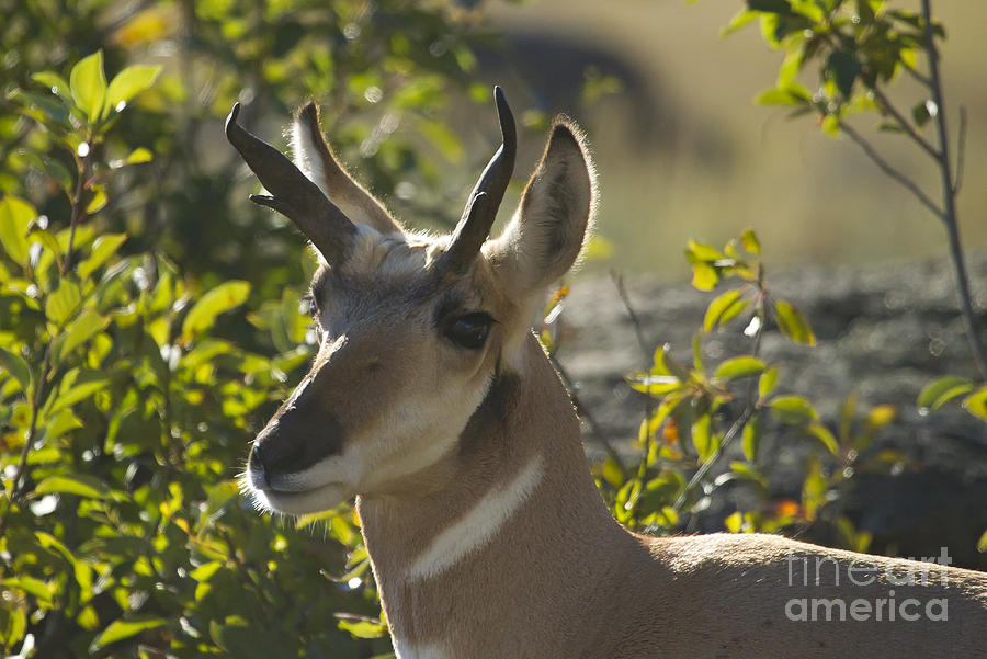 Antelope Photograph - Antelope   #2401 by J L Woody Wooden