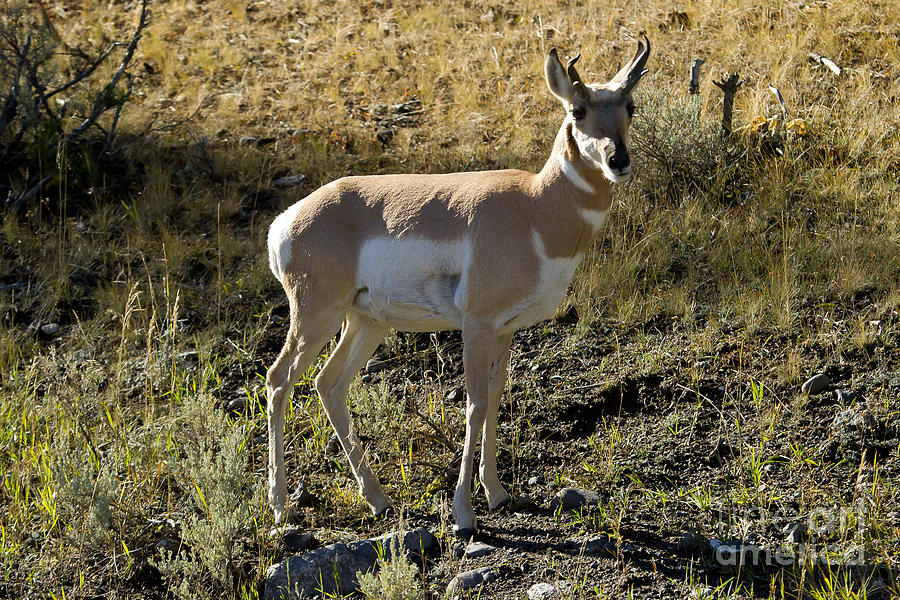 Antelope   #2469 Photograph by J L Woody Wooden